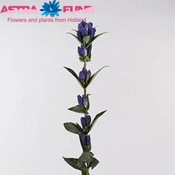 Gentiana 'Ashiro-No-Natsu' photo