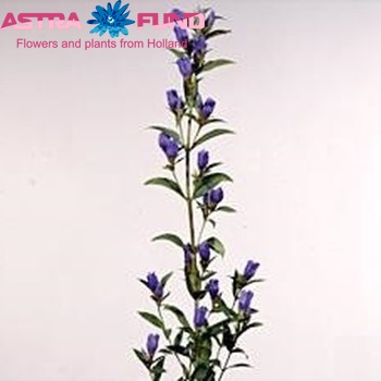 Gentiana Blue Sky photo