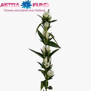 Gentiana 'Bridal Ashiro' photo