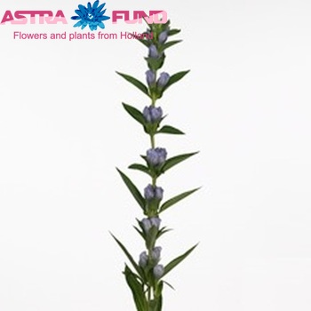 Gentiana Lavendel Sky photo