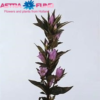 Gentiana 'Lovely Ashiro' photo