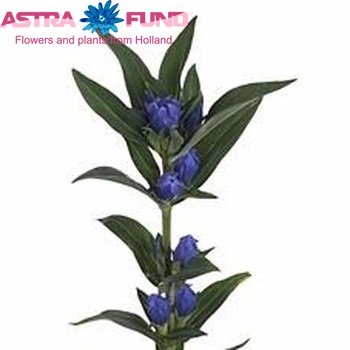 Gentiana makinoi 'Marsha' photo