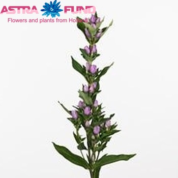 Gentiana Pink Sky foto