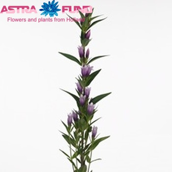 Gentiana Scarlet Sky fotografija