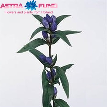 Gentiana triflora 'Royal Blue' fotografija