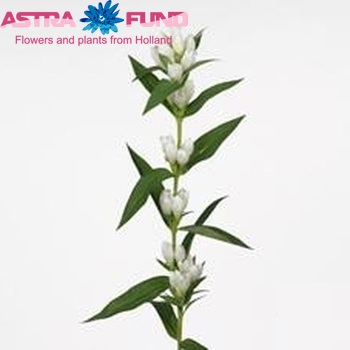 Gentiana White Sky fotografija