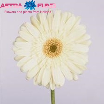 Ger gr  White Grizzly Foto