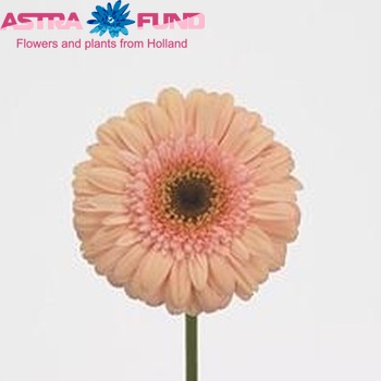 Ger gr 'Alexia' photo