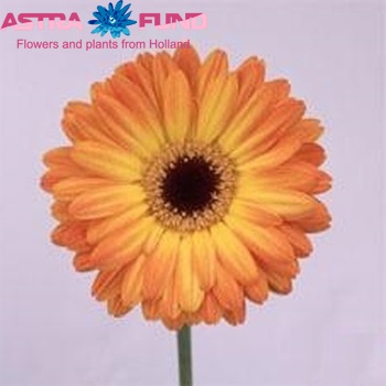 Ger gr 'Amante' photo