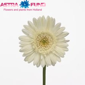 Ger gr Amelie photo