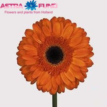 Ger gr Classic Fabio Orange фото
