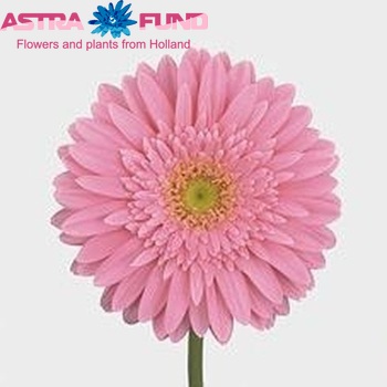 Ger gr 'Flora' Foto