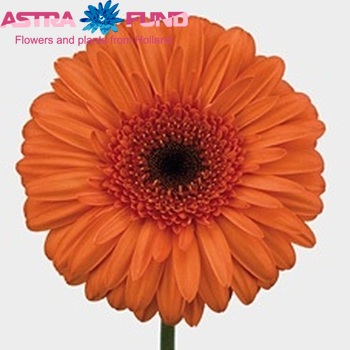 Ger gr 'Optima' photo
