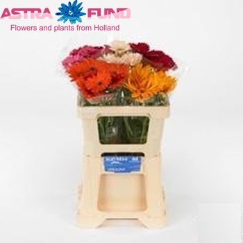 Gerbera Gerfolia gemengd 4 kleuren foto