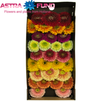 Gerbera Gerrondo gemengd foto