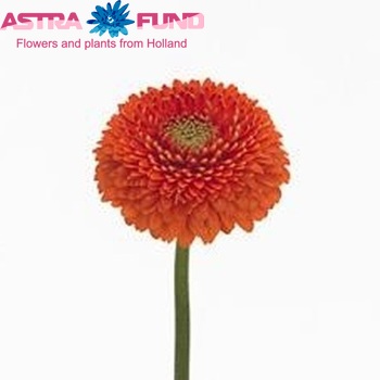 Gerbera Gerrondo Terra Pluto foto