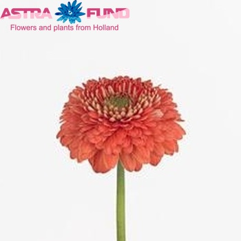 Gerbera Gerrondo Terra Saturnus foto