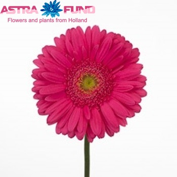 Gerbera grootbloemig 'Amarantha' foto