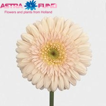 Gerbera grootbloemig 'Anais' foto