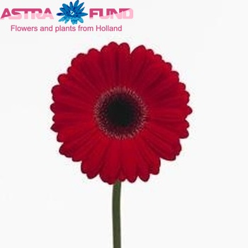 Gerbera grootbloemig Antibes foto