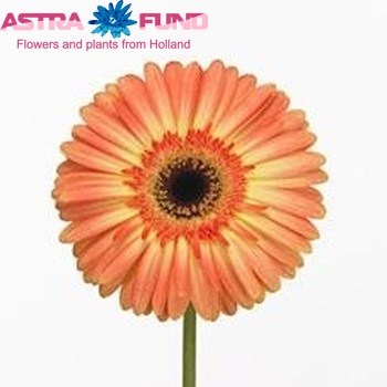 Gerbera grootbloemig Avaya foto