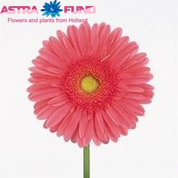 Gerbera grootbloemig Basic foto