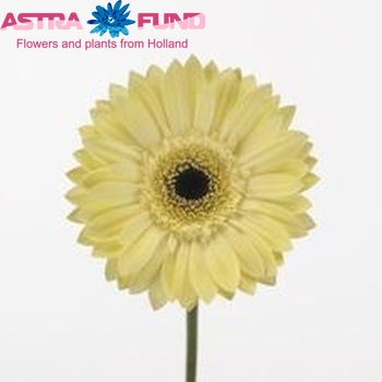 Gerbera grootbloemig 'Bionda' foto