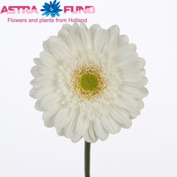 Gerbera grootbloemig Candida foto