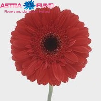 Gerbera grootbloemig Carmen foto