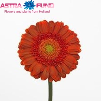 Gerbera grootbloemig 'Coffee' foto