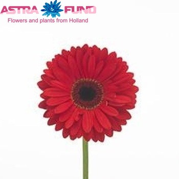 Gerbera grootbloemig 'Cowboy' foto