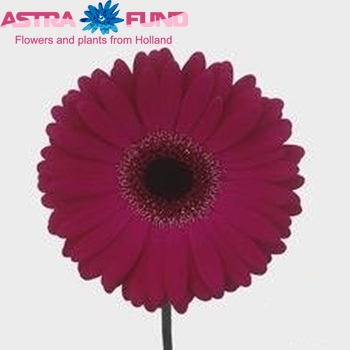 Gerbera grootbloemig 'Cruiser' foto