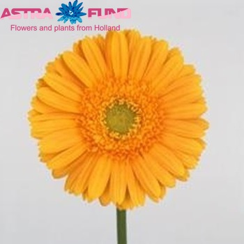 Gerbera grootbloemig 'Dana Ellen' foto