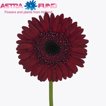 Gerbera grootbloemig Dark Lieke foto