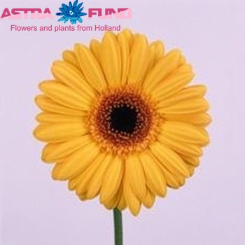 Gerbera grootbloemig 'Deliana' fotografie