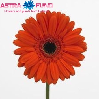 Gerbera grootbloemig Diego fotografie