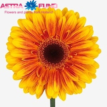 Gerbera grootbloemig Divine fotografie