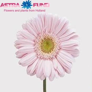 Gerbera grootbloemig 'Dolce Vita' fotografie