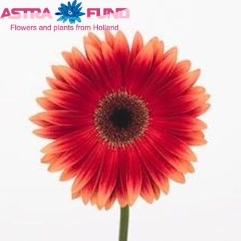 Gerbera grootbloemig Dollar Dark fotografie
