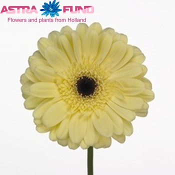 Gerbera grootbloemig 'Donovan' fotografie