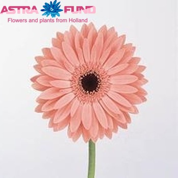 Gerbera grootbloemig Dream fotografie