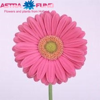 Gerbera grootbloemig Elmira fotografie