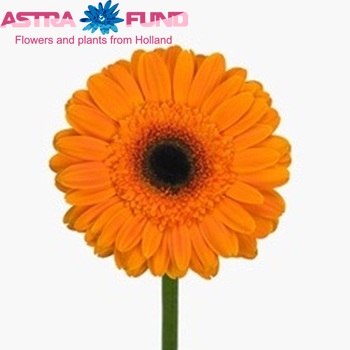 Gerbera grootbloemig Erica fotografie