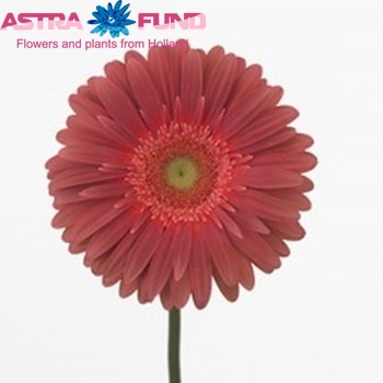 Gerbera grootbloemig 'Halo' fotografie