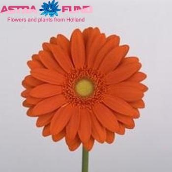 Gerbera grootbloemig Havana fotografie