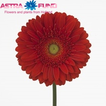 Gerbera grootbloemig 'Heartbeat' fotografie