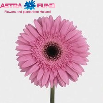 Gerbera grootbloemig Hope fotografie