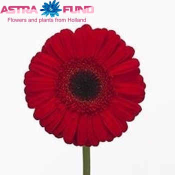 Gerbera grootbloemig Hot Spot fotografie