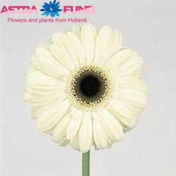 Gerbera grootbloemig Ice Queen fotografie