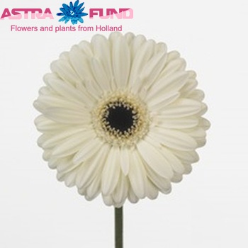 Gerbera grootbloemig 'Iceberg' fotografie